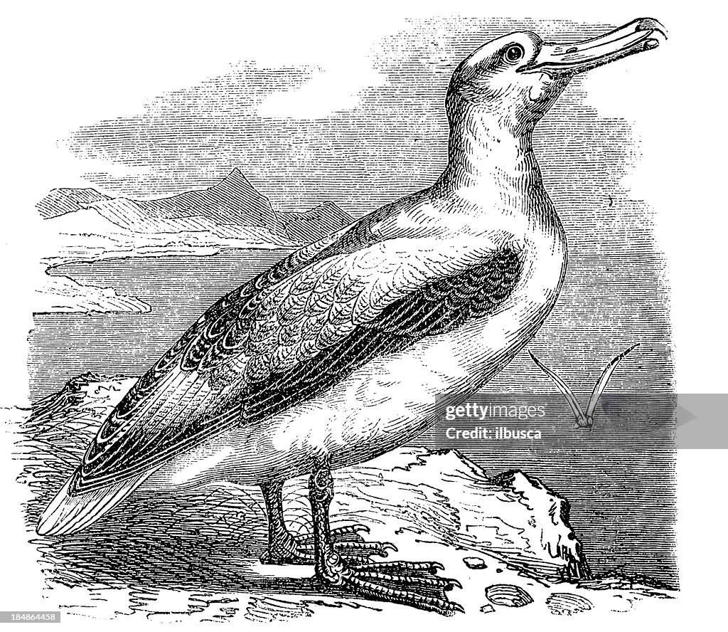 Wandering, Snowy or White-winged Albatross (Diomedea Exulans)