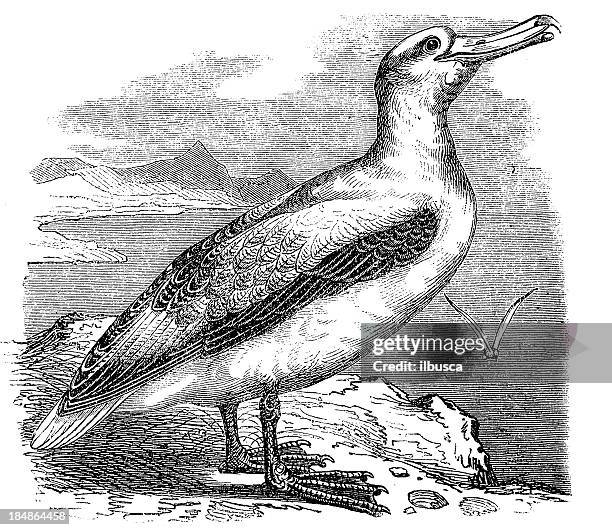wandering, snowy or white-winged albatross (diomedea exulans) - wandering albatross stock illustrations