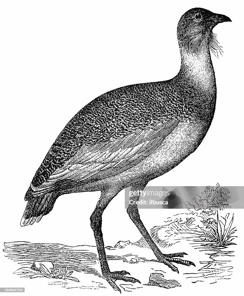 Great Bustard (Otis Tarda)