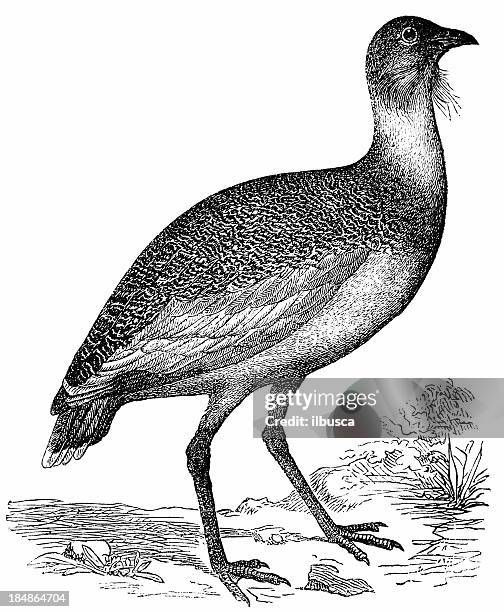 great bustard (otis tarda) - great bustard stock illustrations