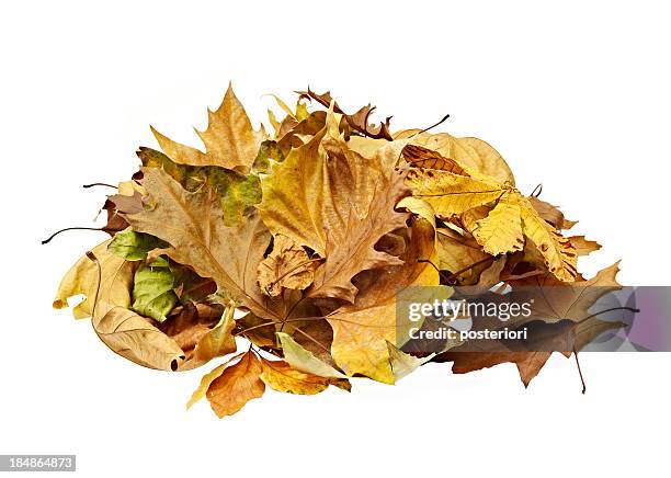 heap of leafs - posteriori stock pictures, royalty-free photos & images