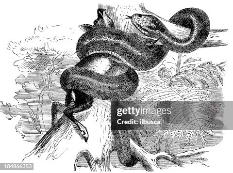 Reticulated Python High-Res Vector Graphic - Getty Images
