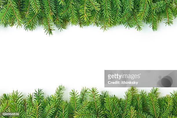 松の枝 - spruce ストックフォトと画像