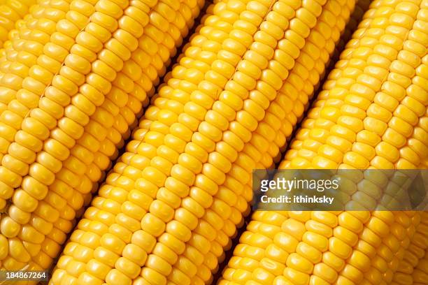 fresca de maíz - maize fotografías e imágenes de stock