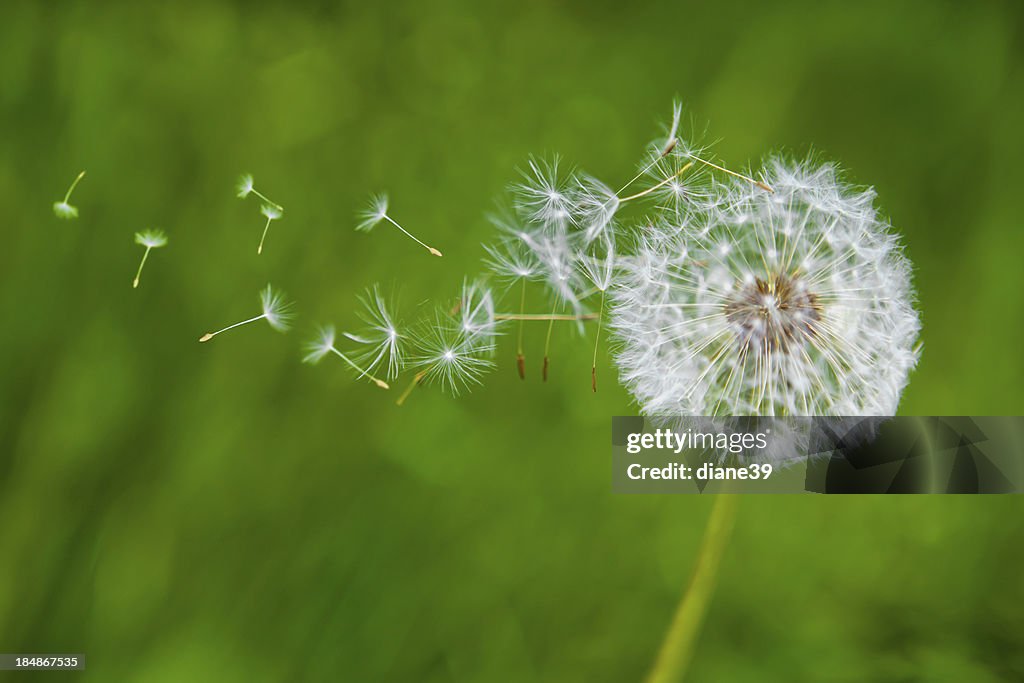 Löwenzahn in the wind