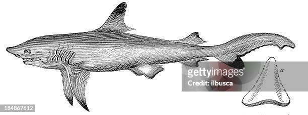 sand tiger or grey nurse shark (cacharias taurus) - sand tiger shark stock illustrations