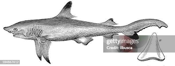 sand tiger or grey nurse shark (cacharias taurus) - grey nurse shark stock illustrations