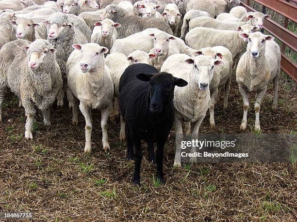 odd one out: black sheep of family - standing out from the crowd animal stock pictures, royalty-free photos & images