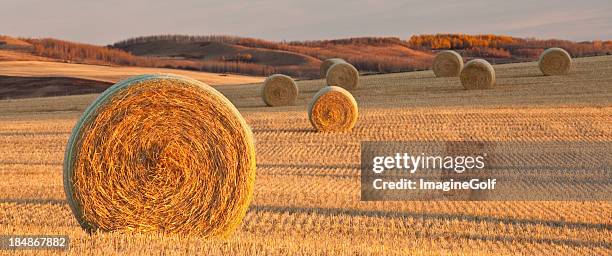 hay bales nella prateria - alberta foto e immagini stock