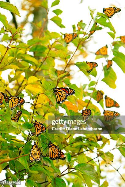 fall migrating monarch butterflies - monarch butterfly stock pictures, royalty-free photos & images