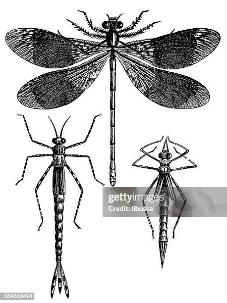 stockillustraties, clipart, cartoons en iconen met banded demoiselle (calopteryx splendens) - damselfly