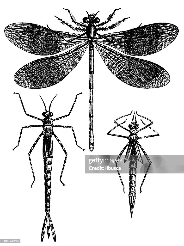 Banded Demoiselle (Calopteryx Splendens)