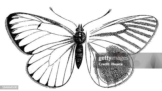 black-veined white (aporia crataegi) - aporia crataegi stock illustrations