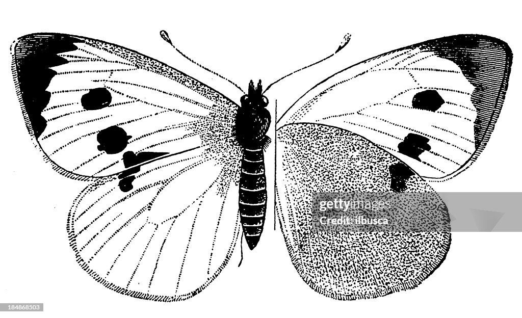 Large White (Pieris brassicae)