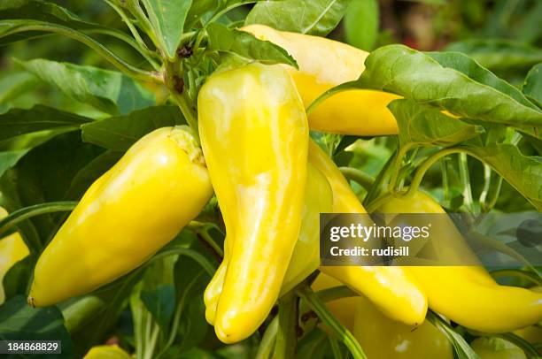banana pepper - banana pepper bildbanksfoton och bilder