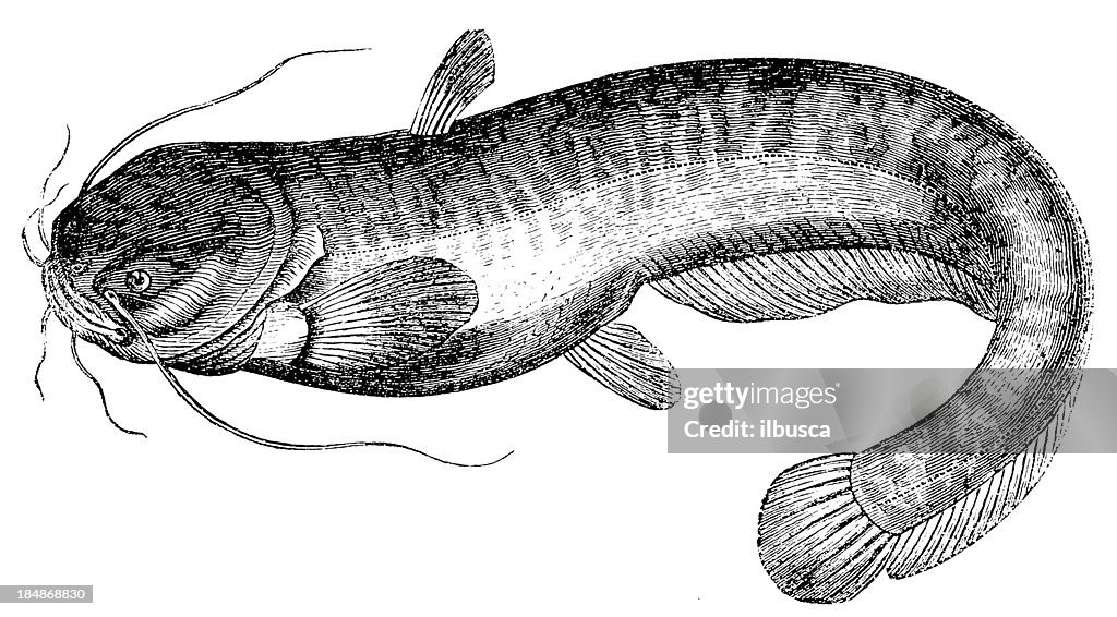 Wels Catfish (Silurus Glanis)