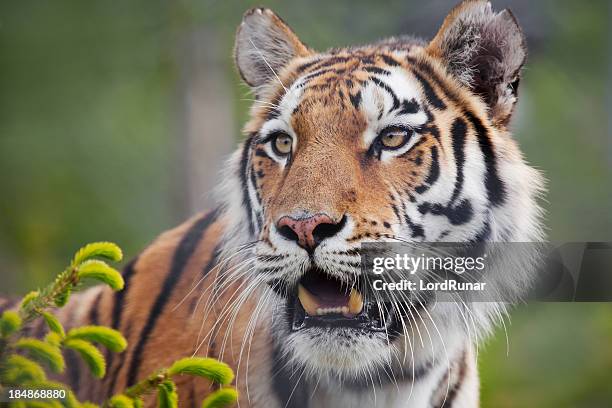 amur tiger - siberian tiger stock pictures, royalty-free photos & images