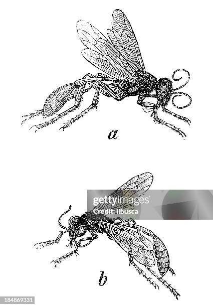 ammophyla sabulosa - wasp stock-grafiken, -clipart, -cartoons und -symbole