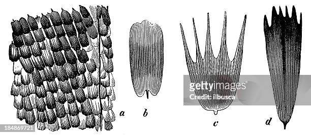 butterfly and moth wing scale close-up - animal scale stock illustrations
