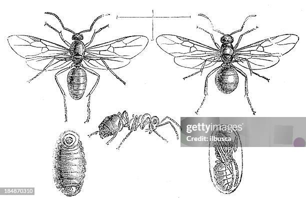 southern wood ant (formica rufa) - laminated plastic stock illustrations