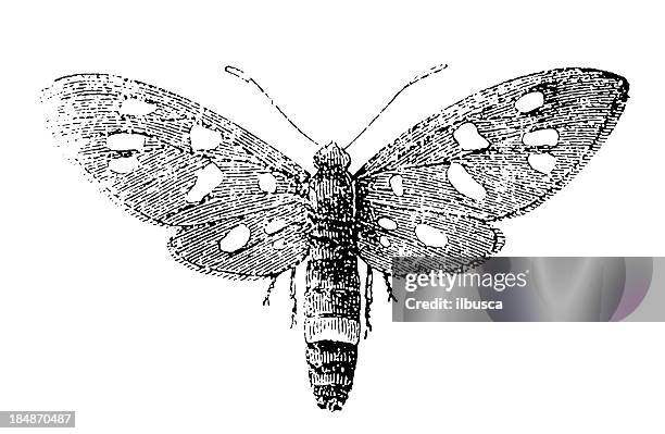 nine-spotted moth (amata phegea) - amata phegea stock illustrations