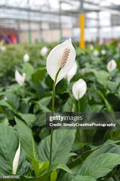 peace lily flowering in greenhouse - peace lily stock pictures, royalty-free photos & images