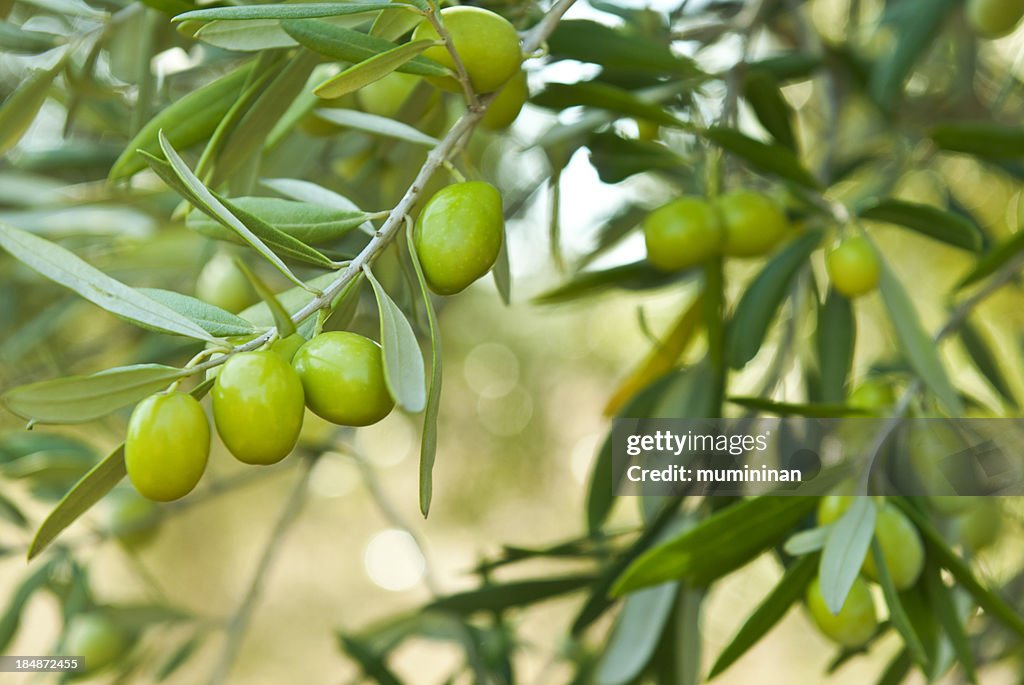 Green olives