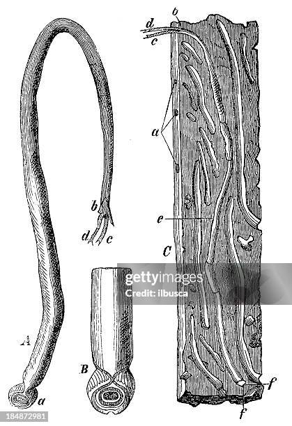 shipworm (teredo navalis) - book worm stock illustrations