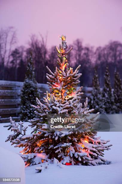 christmas tree with snow and lights - garden lighting stock pictures, royalty-free photos & images