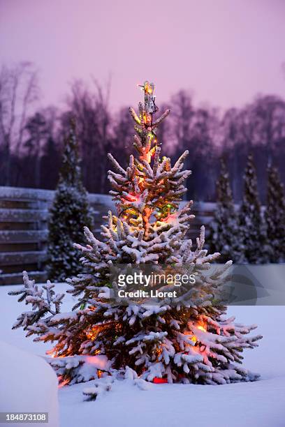 christmas tree with snow and lights - garden lighting bildbanksfoton och bilder