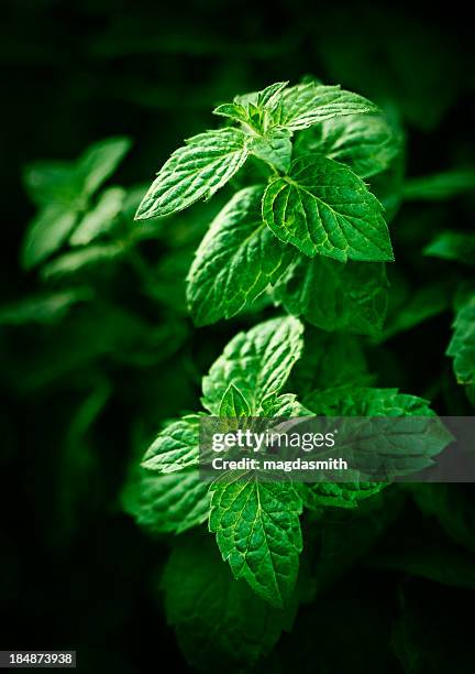 mint in herb garden - mint leaf stock pictures, royalty-free photos & images