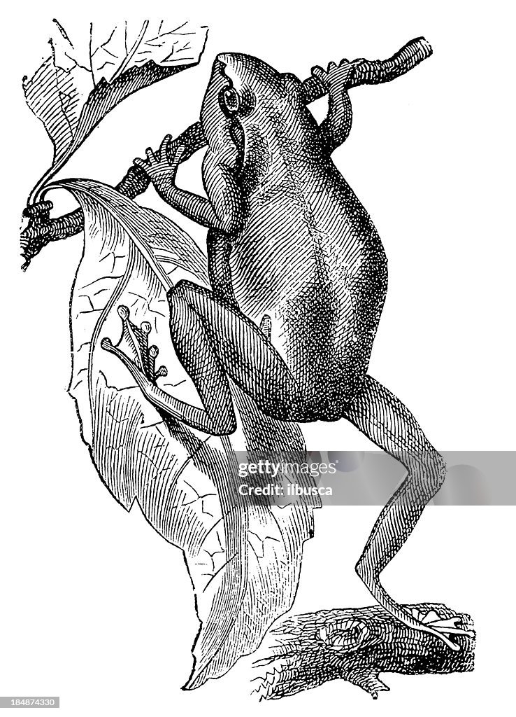 European Tree Frog (Hyla Arborea)