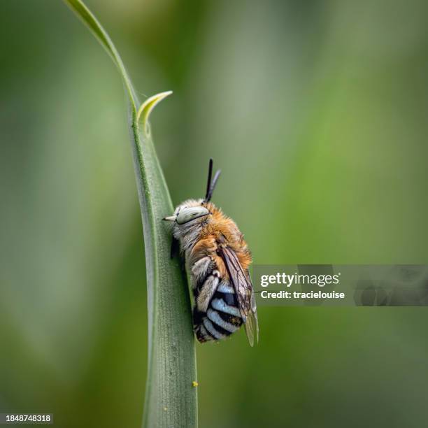 Banded Bee 126 Blue Banded Bees Stock Photos, High-Res Pictures, and Images ...