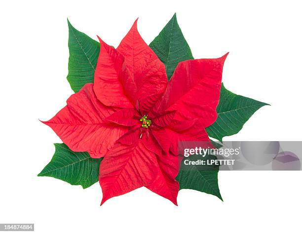 poinsettia - poinsettia stock pictures, royalty-free photos & images