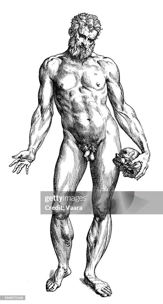 Male Nude Illustration by Andreas Vesalius