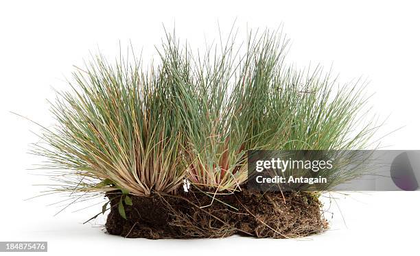 grass - bushes stock pictures, royalty-free photos & images