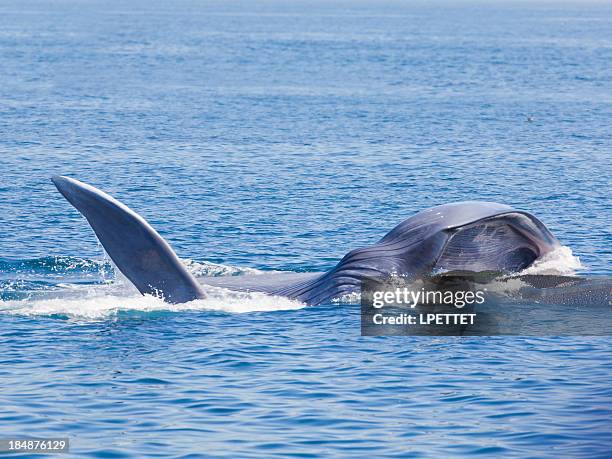 blue whale feeding - blauwe vinvis stockfoto's en -beelden