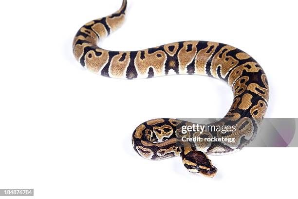 slithering snake - morelia stock pictures, royalty-free photos & images