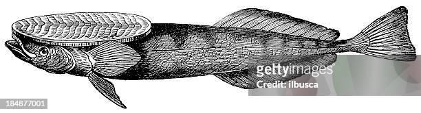 common remora as remora remora - remora fish stock illustrations