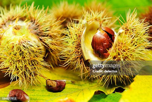 chestnut - picture of a buckeye tree stock pictures, royalty-free photos & images