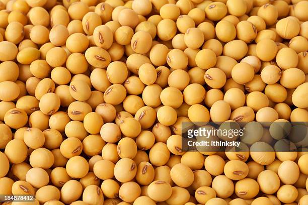 soybean - bean stock pictures, royalty-free photos & images