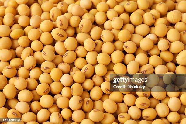soybean - soy beans close up no people stock pictures, royalty-free photos & images