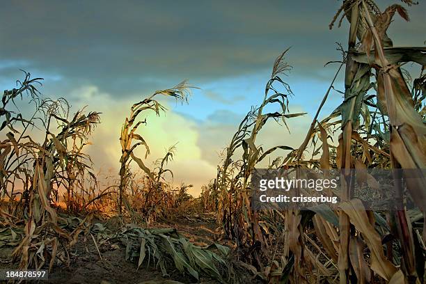cornfield ao pôr-do-sol - morto - fotografias e filmes do acervo
