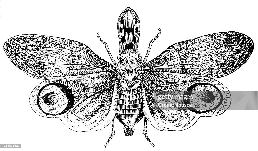 Lantern Fly, Peanut Bug, Peanut-headed Lanternfly (Fulgora Laternaria)