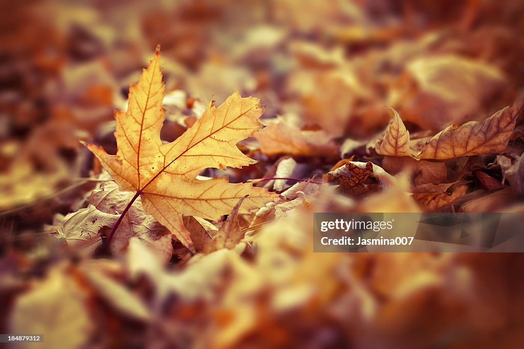 Autumn leaves