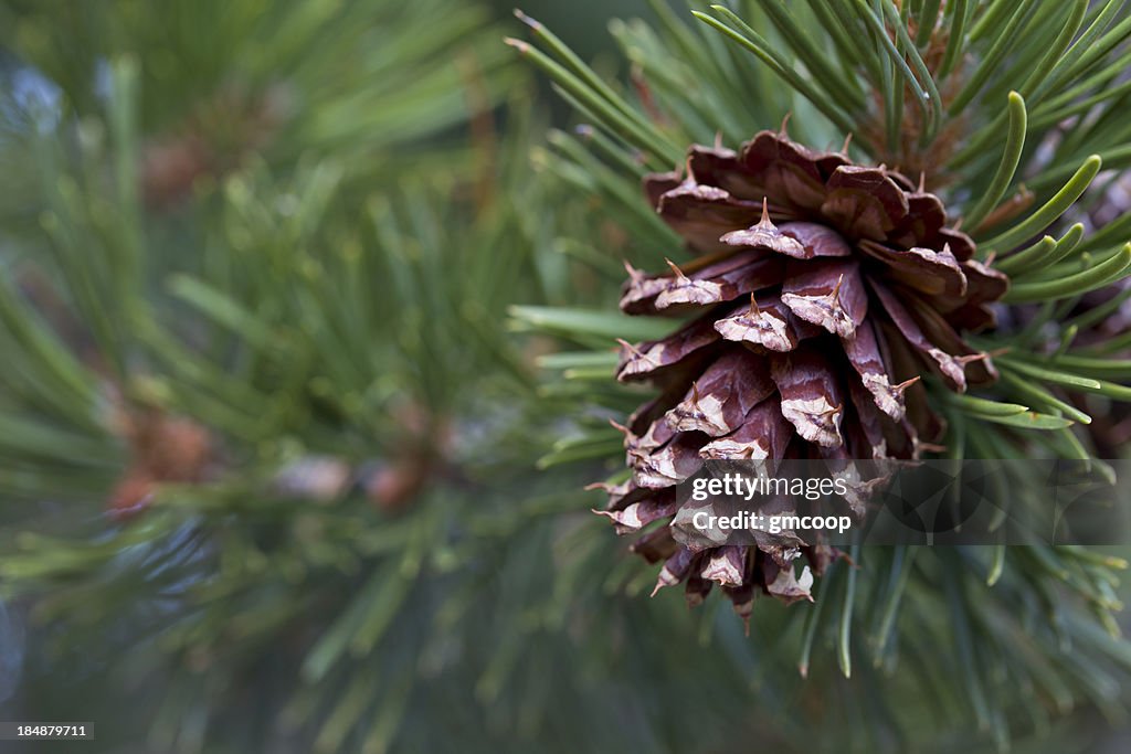 Ponderosa Pine Cone Horizontal (pinus ponderosa)
