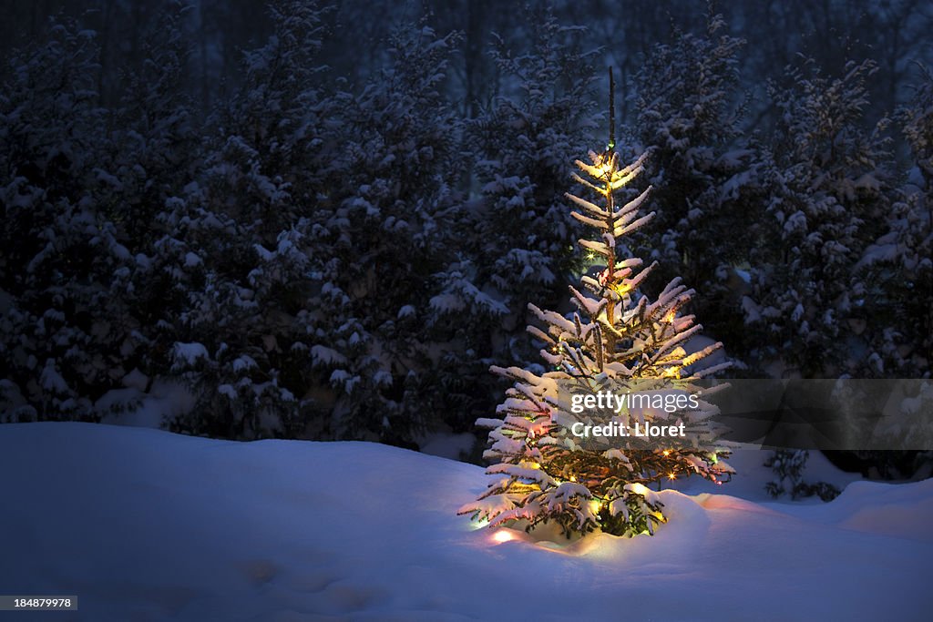 Christmas tree with fresh and fluffy snow