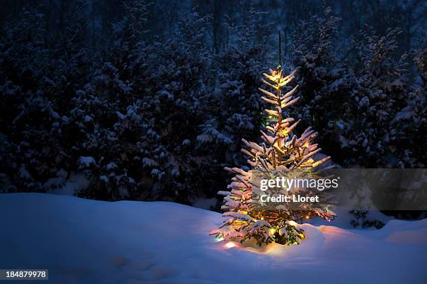 christmas tree with fresh and fluffy snow - snowy forest stock pictures, royalty-free photos & images