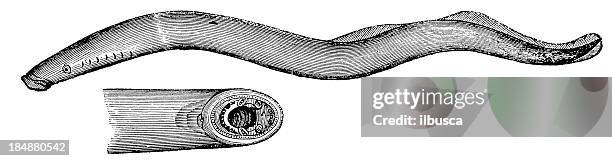 european river lamprey or lampern (lampetra fluviatilis) - lamprey stock illustrations