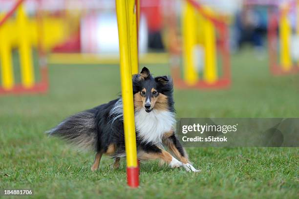 sheltie - agility fotografías e imágenes de stock